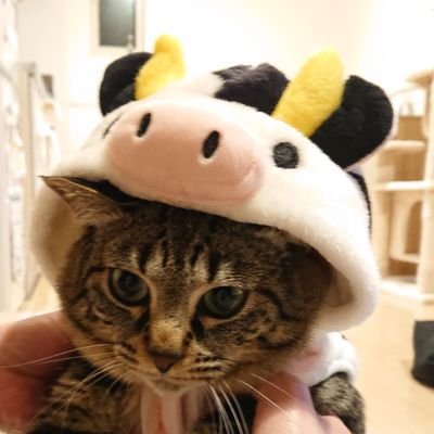 nicochima126's profile picture. にこ♀ちま♂ちゃん😺🩷8才姉弟🎂2017.01.26🎂うちの子記念日🎂120㌘の目の開いてない頃からたっぷりの愛情かけて育ててます💞キジトラ大好き‼️推し猫ココちゃ😺🩷(にこのお友達、ちまのお嫁さん🥹)➡️ @xishangxia60734