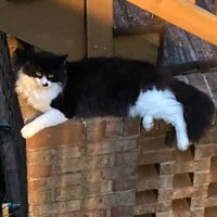 Happy Cat Racket 🎶 Musician & Noise Maker (@hc_racket) 's Twitter Profile