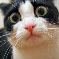 Heu... Dis Maman, t'as pas vu passer mon chat ?? (@forgeaustephan3) 's Twitter Profile