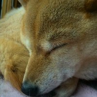 お茶イヌハナ太郎 (@otyainuhana) Twitter profile photo