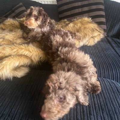 Me and my brother are brown Merle cockapoos, special and rare.