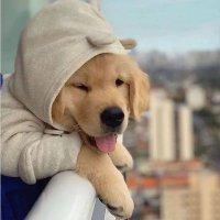 Veronica (@swapnilmayee12) 's Twitter Profile