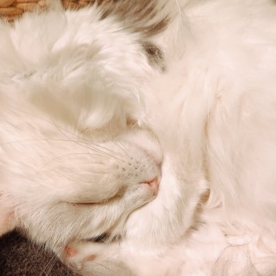 yukigunideatta's profile picture. 73