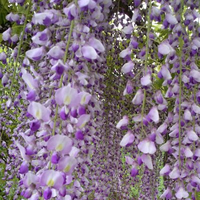 valentina_elett's profile picture. 