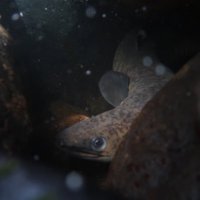 カーンナジ (@oung_ryu) Twitter profile photo