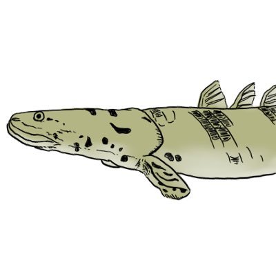 polypterus__rep's profile picture. ポリプテルス、ボールパイソンを中心に飼育してます