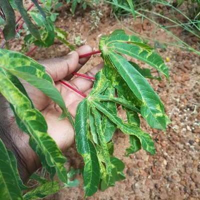 Orekk_Dr's profile picture. Plant Pathology | Biotechnology | Virology | Mycology | Postharvest Mgt | Drought stress | Climate Smart Agriculture