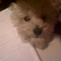 Soledad Gutierrez (@solsitoss1) 's Twitter Profile