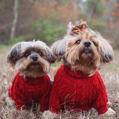 We are twin yorkies from Philadelphia!🥰 Please retweet our pinned tweet! 😍 Account run by our sister Cori.