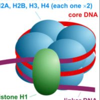 Polygenic DNA and Embryo (@polygenicdna) 's Twitter Profile