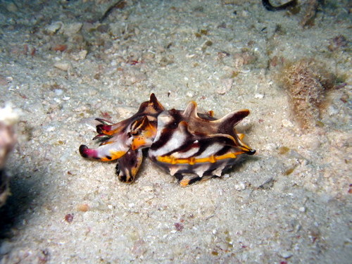 JazzyCuttlefish's profile picture. 