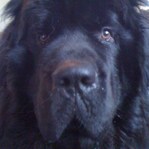 RinkMatt's profile picture. 