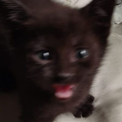 Meow! I'm literally just @NormalFery 's cat.
don't ask why he made this account he just thinks i need my own instead of filling is twitter account of cat photo