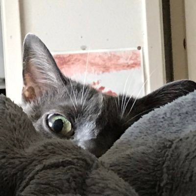 BigVinnieCA's profile picture. Videographer / Automation Specialist