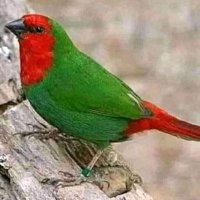 Koroobaa A/Maccaa (@kmaccaa) 's Twitter Profile