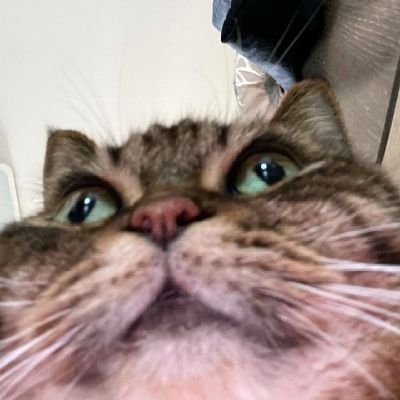 SirBillbone's profile picture. Nothings here! Now go away!