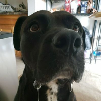 dbdbitchdisease's profile picture. eiween