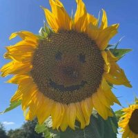 sunflower05(@CRPG0508) 's Twitter Profile Photo
