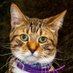 Odysseus (@ody_cat) Twitter profile photo Odysseus (@ody_cat) Twitter profile photo