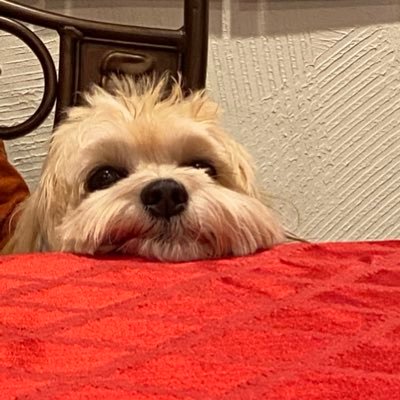 Deancbss's profile picture. Let's Go Devils.  MCOC player. Marvel comics fan