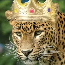 I am all about Internet Marketing, Technology, Funny Cats, Football and everything else on this crazy floating rock called Earth.