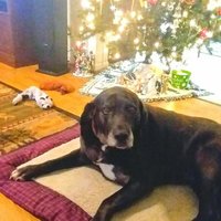 Kelliann's kritters (@kkaphers) 's Twitter Profile
