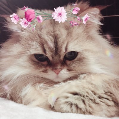 マロン🤎♂︎🐾 🎂🩶⋆͛2016.11.5 🏠🩶⋆͛2017.1.22 🩶🩶🧸🫧👱🏻♀️チョコ🍫🤎 ˡºᵛᵉ♡・.。*・.。* 🤍𓐍𓏸𓈒🤍𓈒𓏸𓐍𓏸𓈒🤍𓈒𓏸𓐍𓏸𓈒🤍𓈒𓏸𓐍🤍