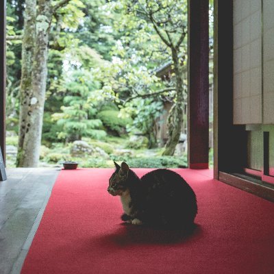 山形県鶴岡市にあるお寺です
今から凡そ７百有余年前の鎌倉時代（1251年）に開かれた曹洞宗（禅宗）の寺院です。
四季折々花に囲まれ、誰言うとなく『花の寺』と呼ばれるようになりました。
様々な行事や、見ごろのお花などを発信してまいります。