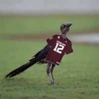 kyle field rally bird (@kylefieldbird) 's Twitter Profile