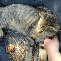 猫が好き (@tokurat) Twitter profile photo