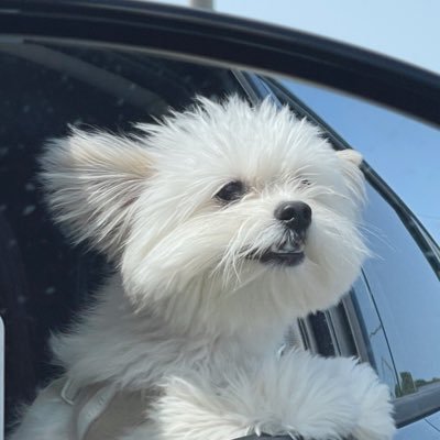 doggybom Profile Picture