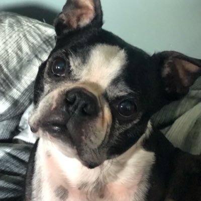 tylerbo2's profile picture. Technology/Uncle/Books/Entertainment/ Animals/Curling/Space