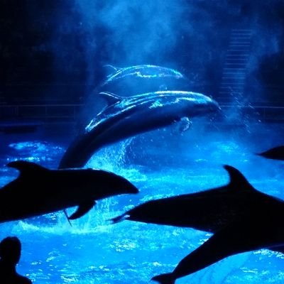 yo_shi7274's profile picture. 裏アカ｜40代♂┃169cm58kg┃東京｜甘々も好き。いじめるのも好き。いじめられるのも好き┃たまにちん凸します｜いろいろお話できる人うれしい