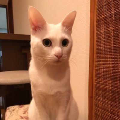 新たな家族が増えて14匹の猫を飼っています。猫達との楽しい日々を紹介していきます。6月22日より神社型ミュージアムカフェ運気押上猫神社をオープン致しました😺店内では猫神様の映像を見ながら､自家製野菜のカレーや猫型スイーツを食べて頂けます🍛(神社・宗教法人・猫カフェではございません)