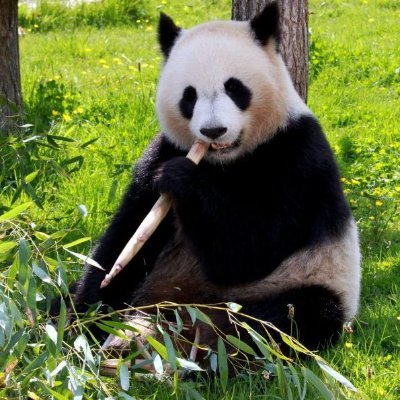 最新のパンダニュースをお知らせします。
その他パンダの豆知識、人気商品を紹介するアカウント、パンダの様々な情報が見れる総合情報サイトのパンダ情報ナビ運営中🐼
パンダ豆知識紹介：@tw_mamepanda
人気パンダ商品：@panda_merch