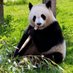 パンダニュース速報 (@panda_news00) Twitter profile photo パンダニュース速報 (@panda_news00) Twitter profile photo
