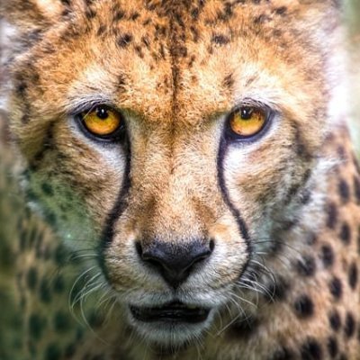 cphariganesh's profile picture. Foreseeable as an Engineer. But Fortuitous as a F&O Trader. Just a Learner!