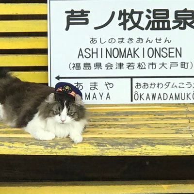 Twitter初心者。Twitterの常識がからきし無いので、無礼のほどはご容赦を。猫大好き。