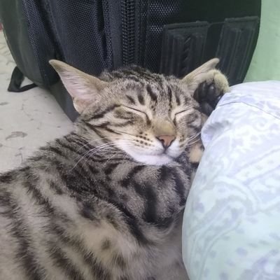 ilovekurkure's profile picture. How strange it is to be anything at all.