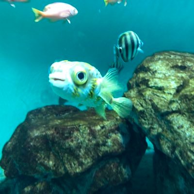 kenatosarot's profile picture. バングラデシュとベトナム往来、元インドネシア在住、旅、建築、政治経済、ガンダム、サッカーの話題に反応。