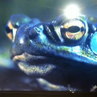 Danuel (@danuel) 's Twitter Profile Photo