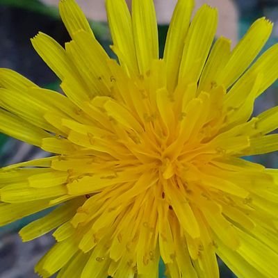 XeviPC's profile picture. 