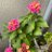 Lantana0509