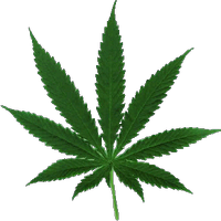 dutchgrass.com(@cannabis2011) 's Twitter Profile Photo