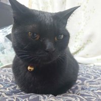 島田耕介@大湊鯖 (@1304122tomoaki) 's Twitter Profile Photo