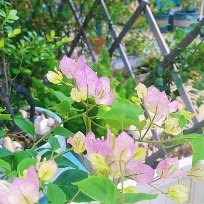 FegoMargit's profile picture. Passionate about flowers and nature. Tweets on; gardening; plant history
https://t.co/omubTJPWoh