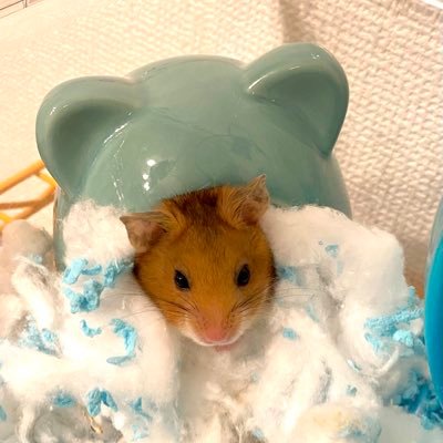 翔心者さんのプロフィール画像