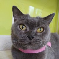 Binky (@cat_binky) 's Twitter Profile