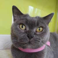 Binky(@cat_binky) 's Twitter Profile Photo