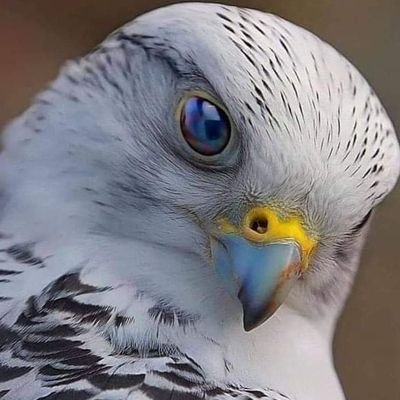 MAdeshinaAbdul2's profile picture. made for goody